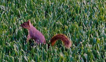 [a squirrel]